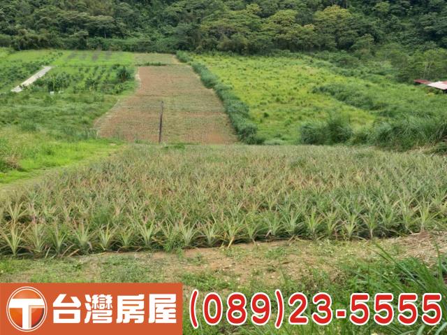 延平農地-8